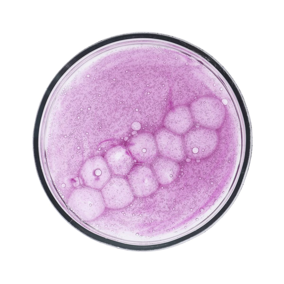 Bacillus coagulans