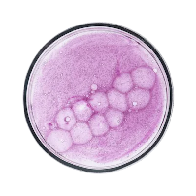 Bacillus coagulans
