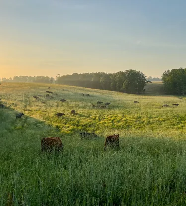 cows grazing in field