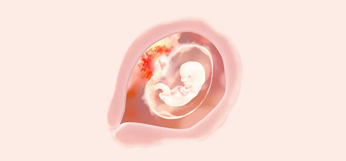 embryoimage-week08-700_no_text
