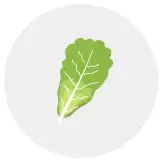 romaine lettuce