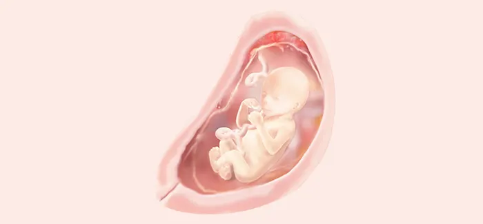 embryoimage-week19-700_no_text