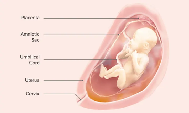 الأسبوع الخامس والعشرون من الجنين