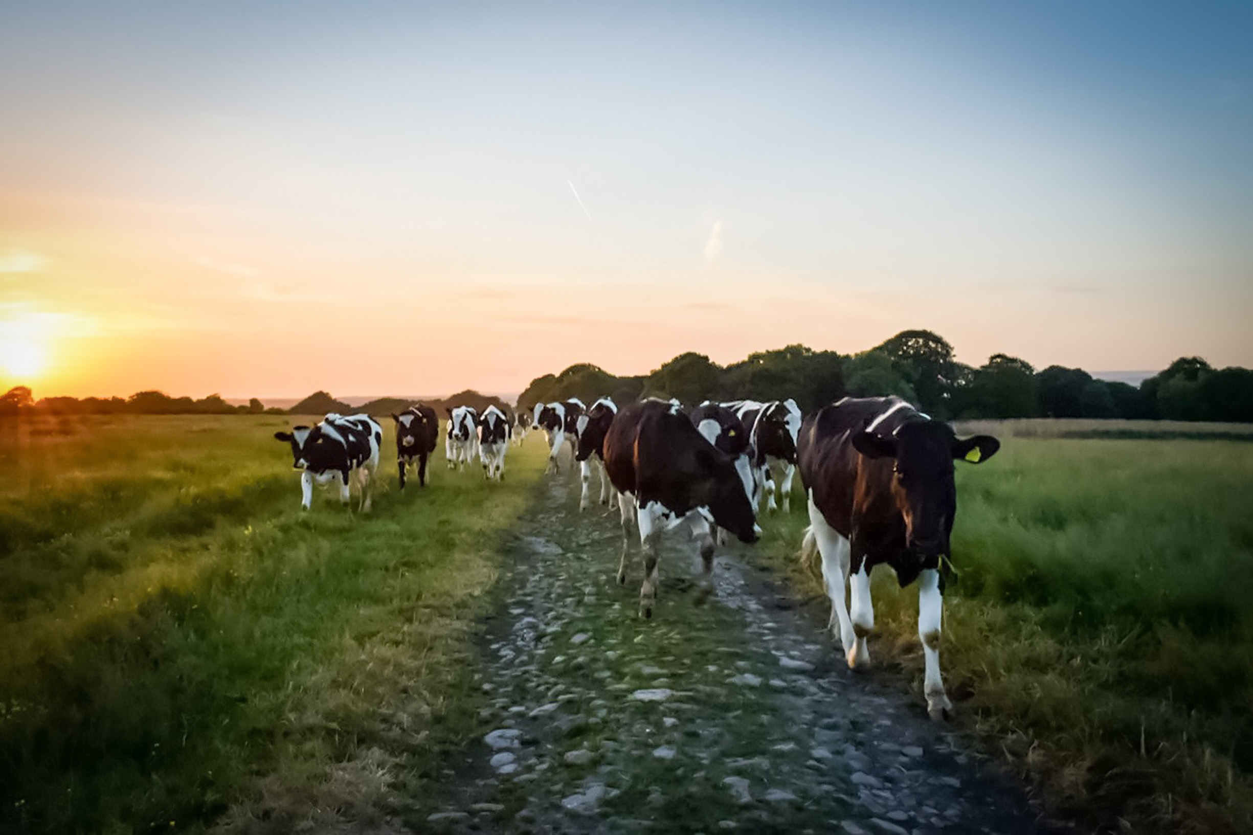 Sunrise Cows