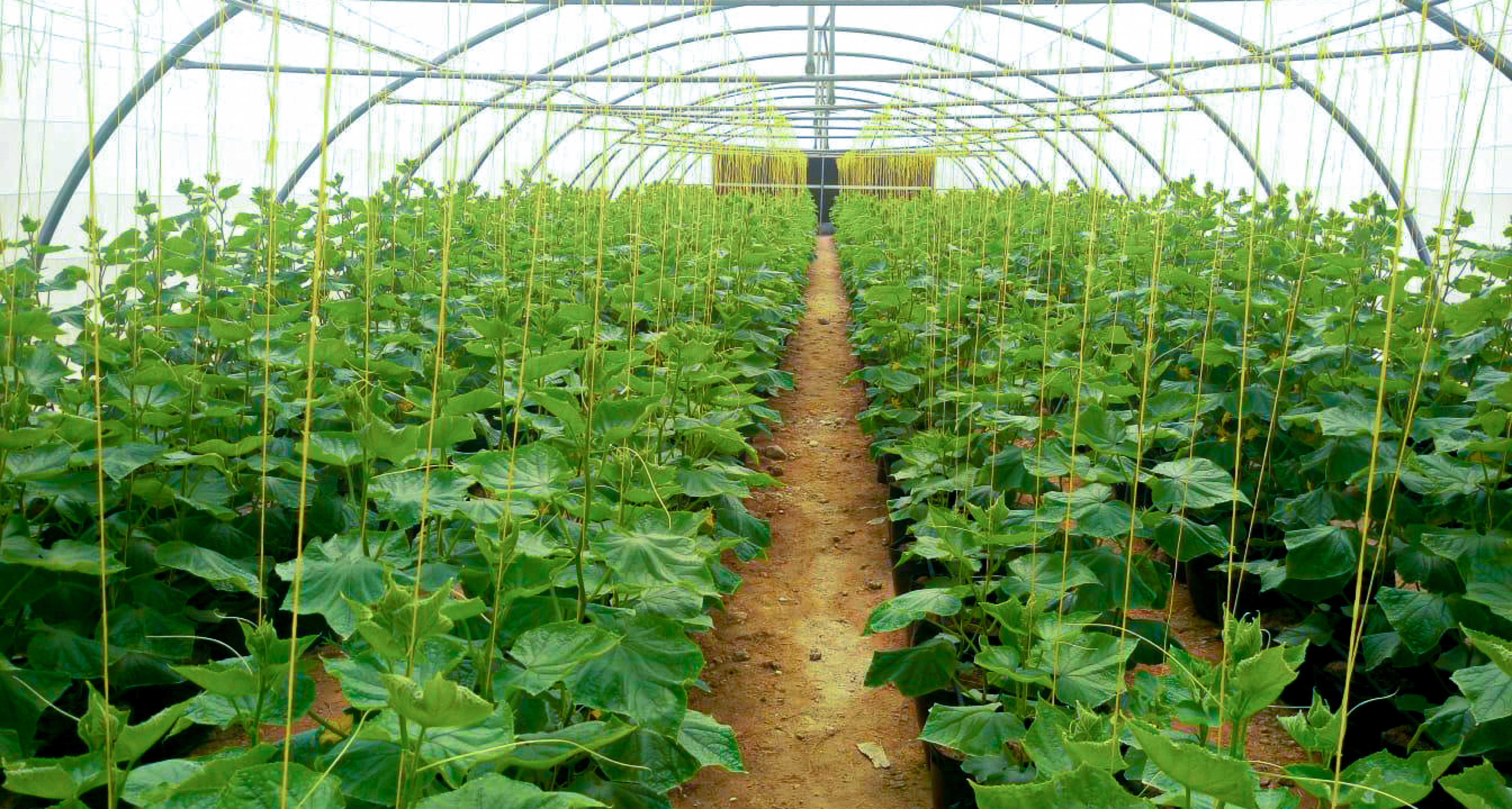 The Khayr Qatarna initiative allows school students to harvest fresh fruit and vegetables