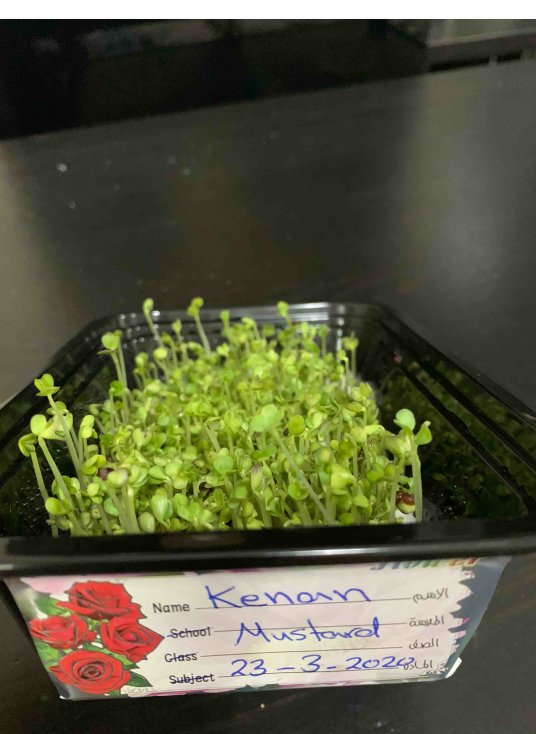 QAK Microgreens Remote Learning Project Kenan's Microgreens - v - 4