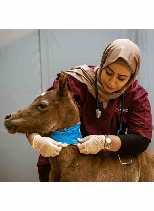 Dr Muneera Al Fadala - Equine Veterinary Medical Center - v - 1