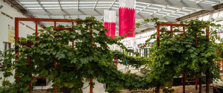 الحديقة العشبية في أكاديمية قطر للقادة..إنجاز بيئي جديد لطلاب مؤسسة قطر