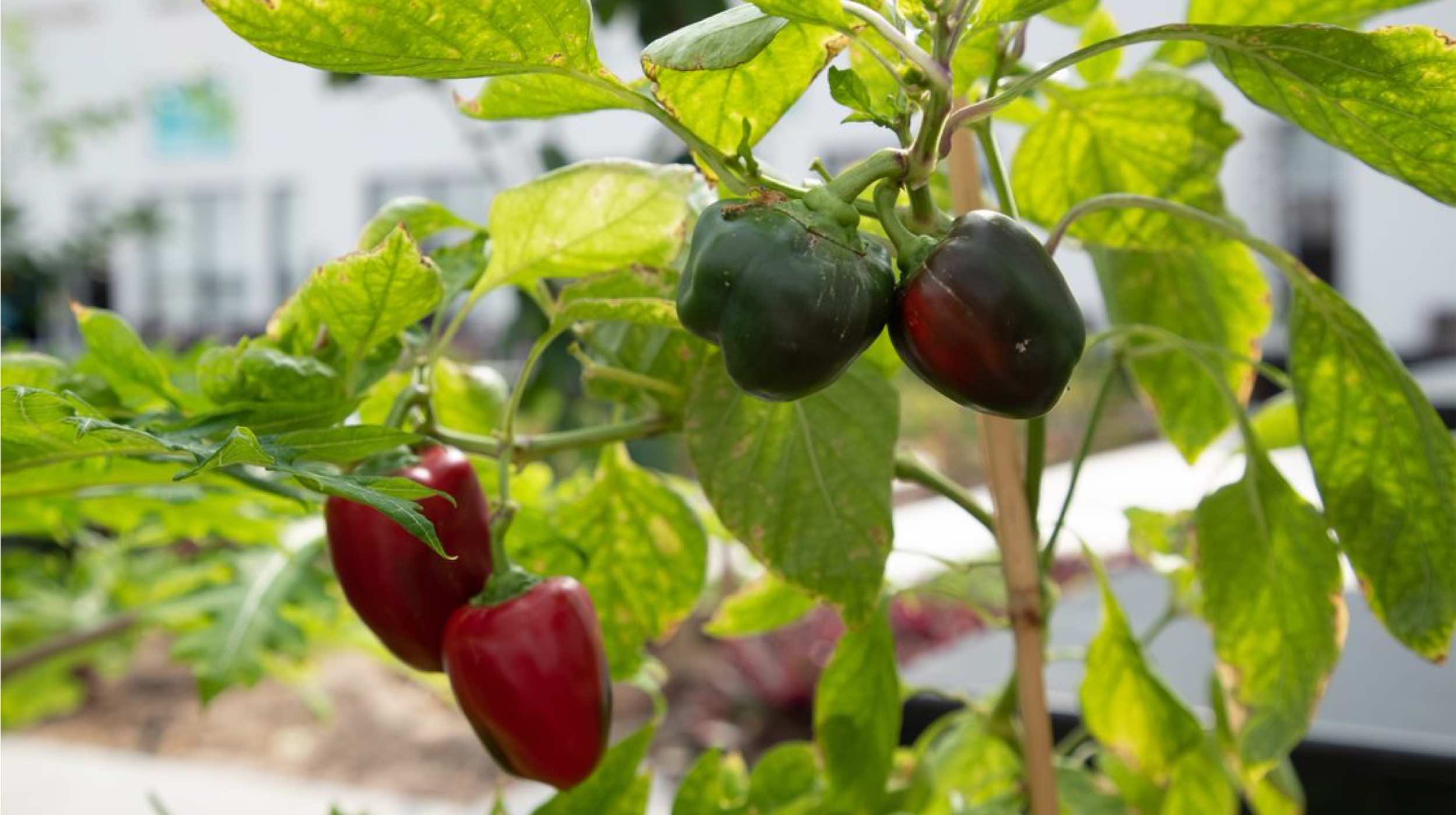 QLA’s herbal garden introduces new form of learning - QF - 01