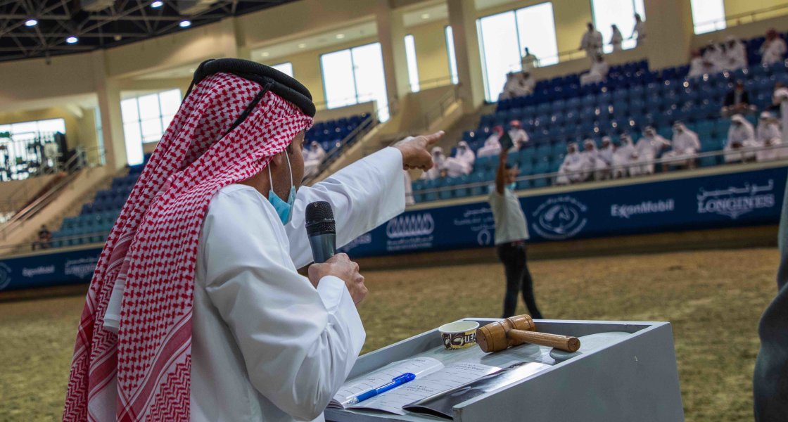 Horse Auction - Al- Shaqab - 06