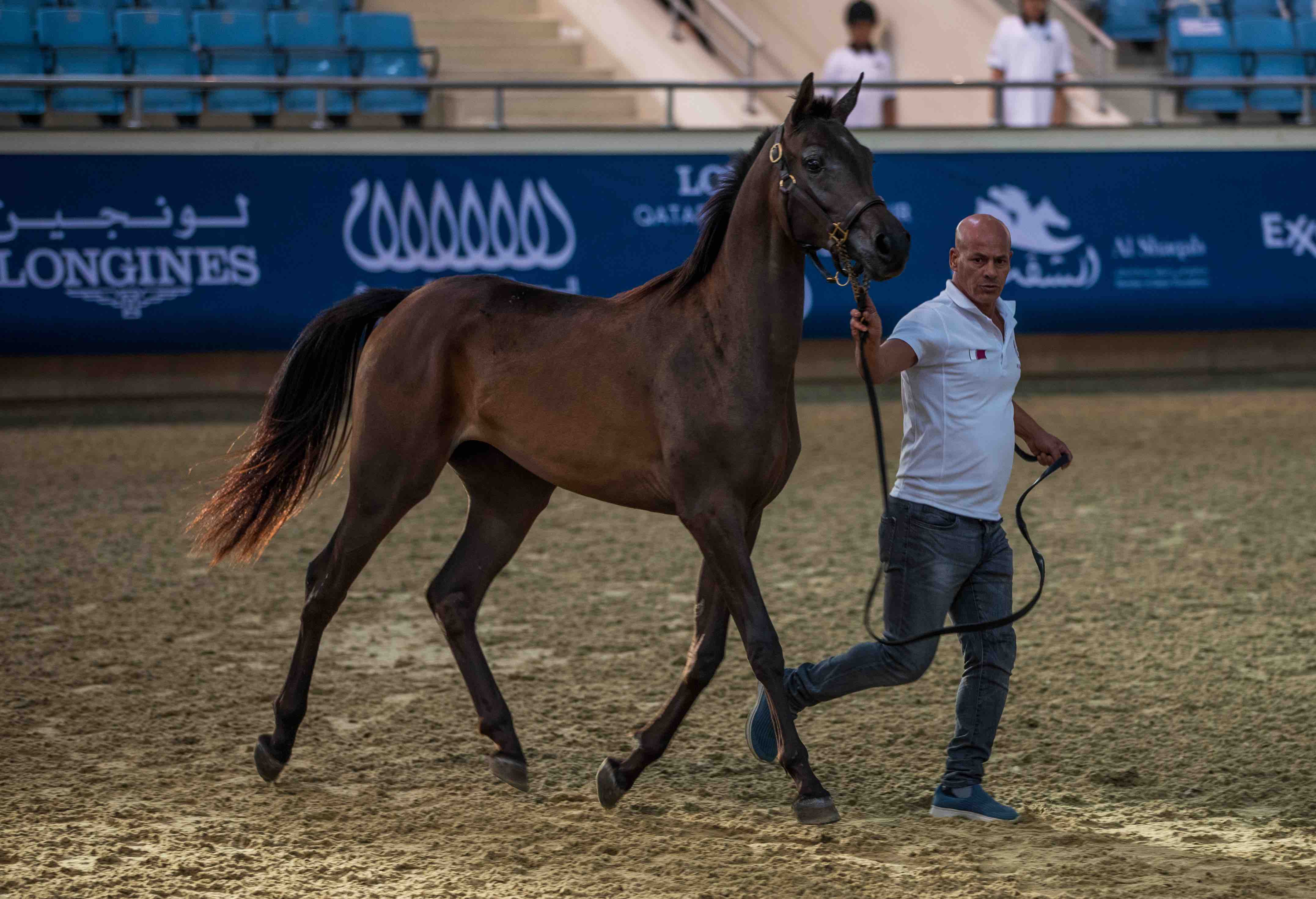 Horse Auction - Al- Shaqab - 04