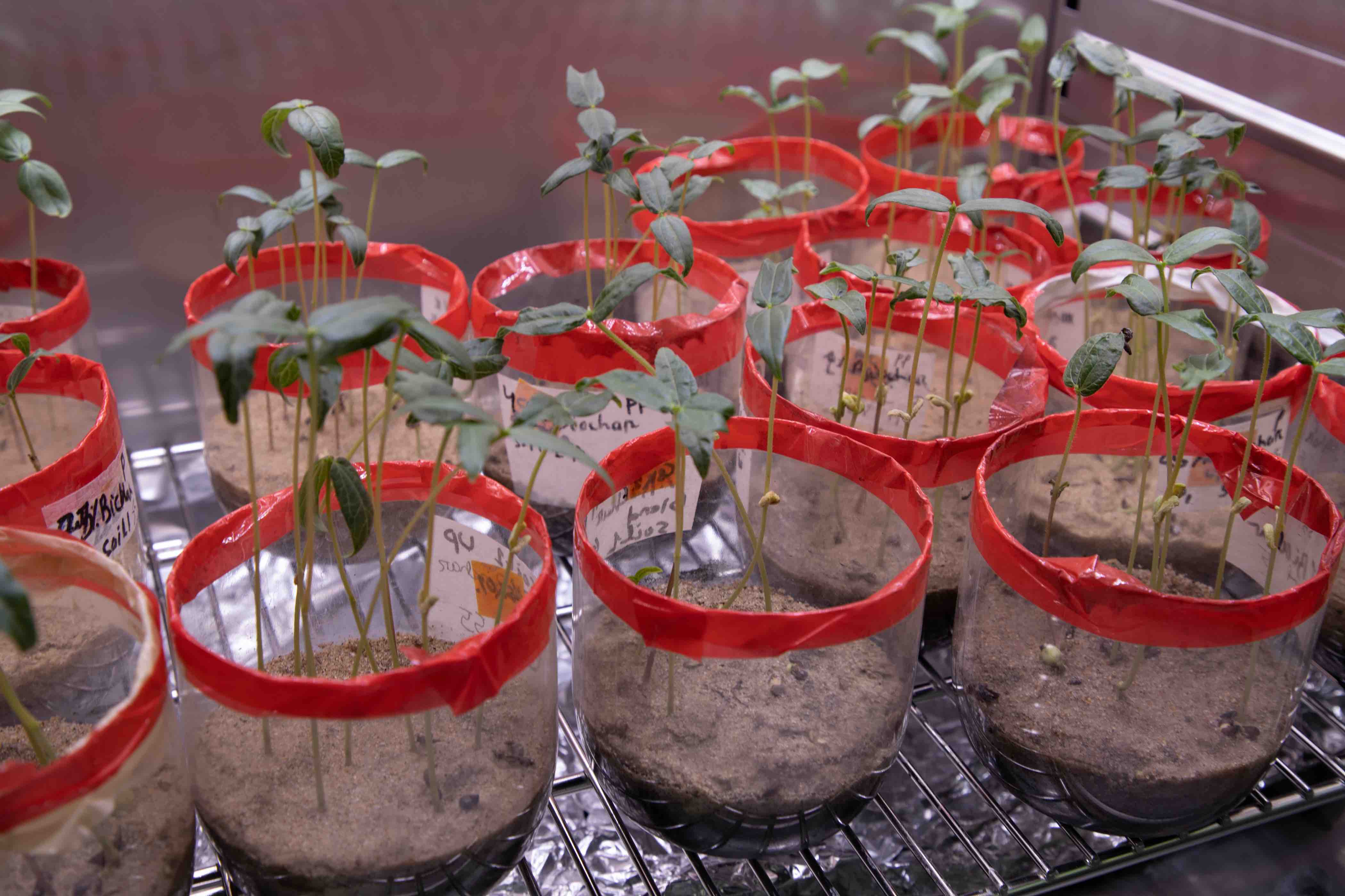 QF research explores the use of agriculture’s black gold to boost food production - Food waste - QF - 01