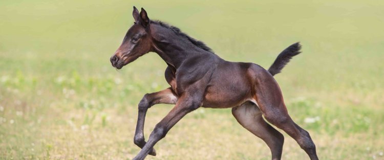 طبيبة بيطرية في مؤسسة قطر تحل لغز الإنفلونزا الغامضة التي تصيب الخيل العربية 