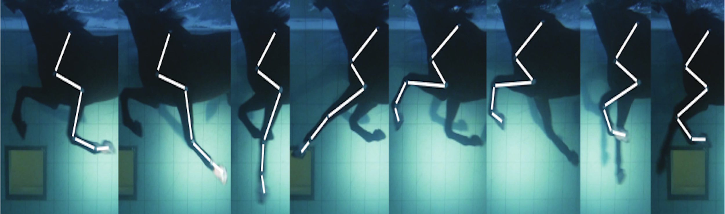Did you know horses can swim? QF research explores it as an equine rehabilitation tool - QF - 003