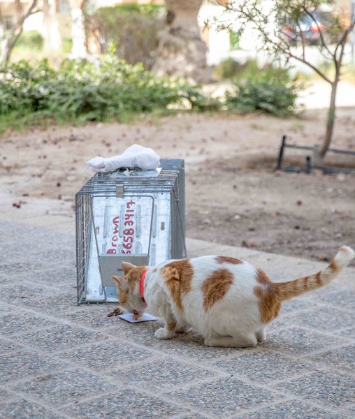 A QF group that engages in sustainable efforts to protect feral cats - QF - 03