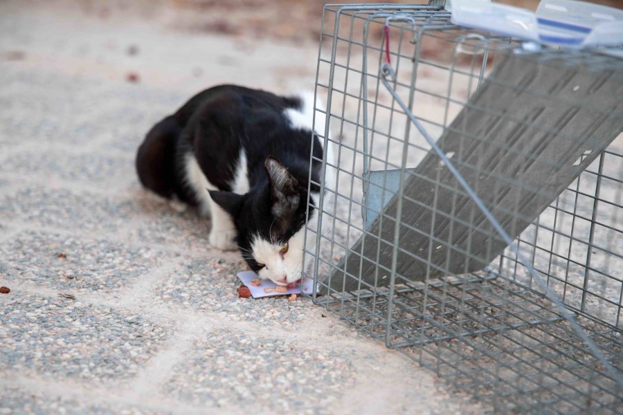 A QF group that engages in sustainable efforts to protect feral cats - QF - 06