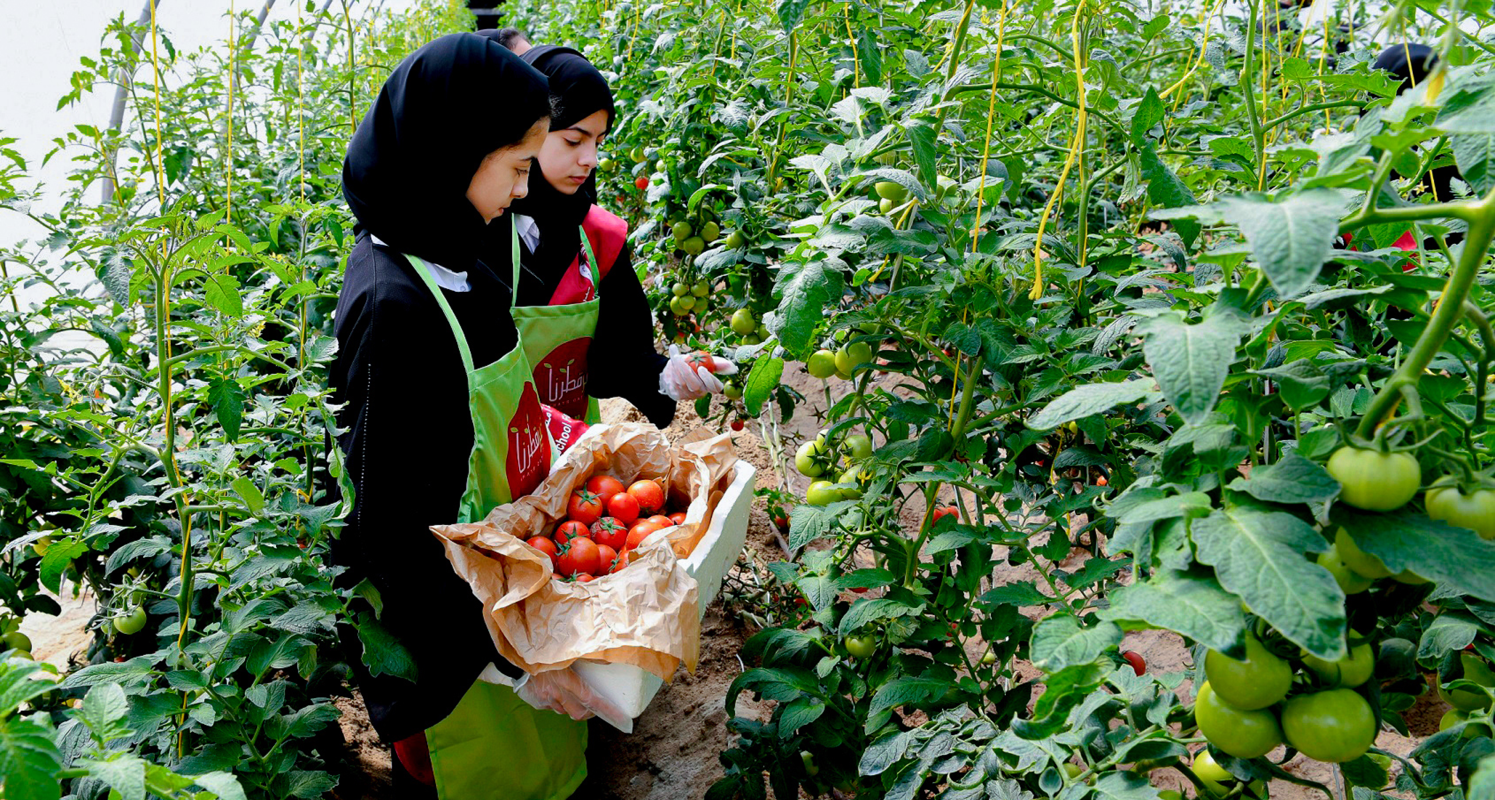 Food security - Greenhouse - Khayr Qatarna