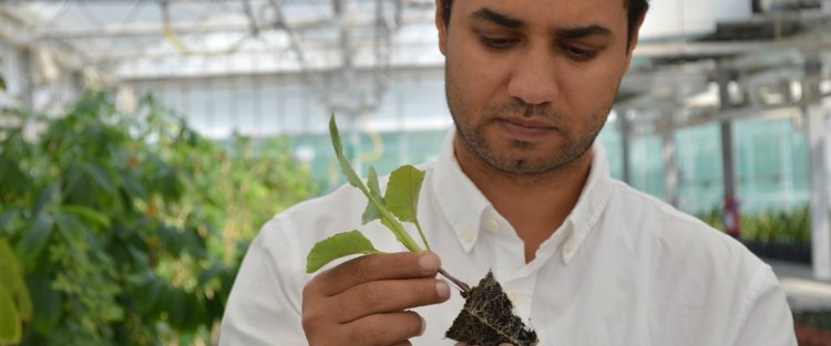 Vertical farming could take food security in Qatar to new heights, says horticulturalist at QF