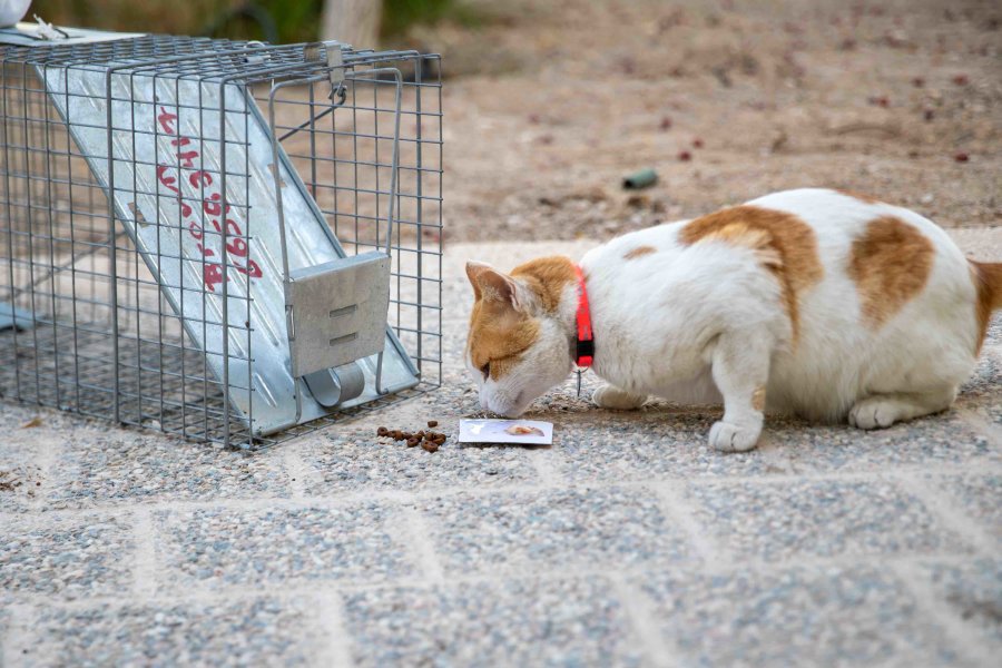 A QF group that engages in sustainable efforts to protect feral cats - QF - 04