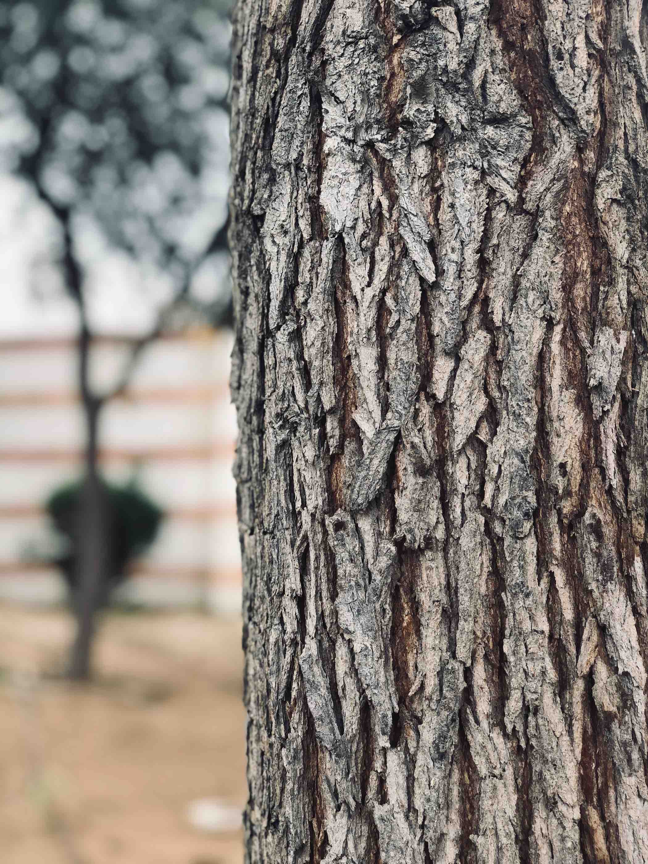 Caption 2 - EC Tree - qf - 03