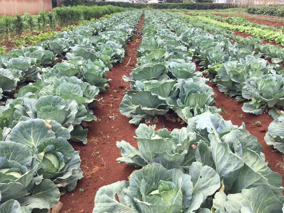 Caption 5 Gallery Wilson Wachira - Farm in Kenya