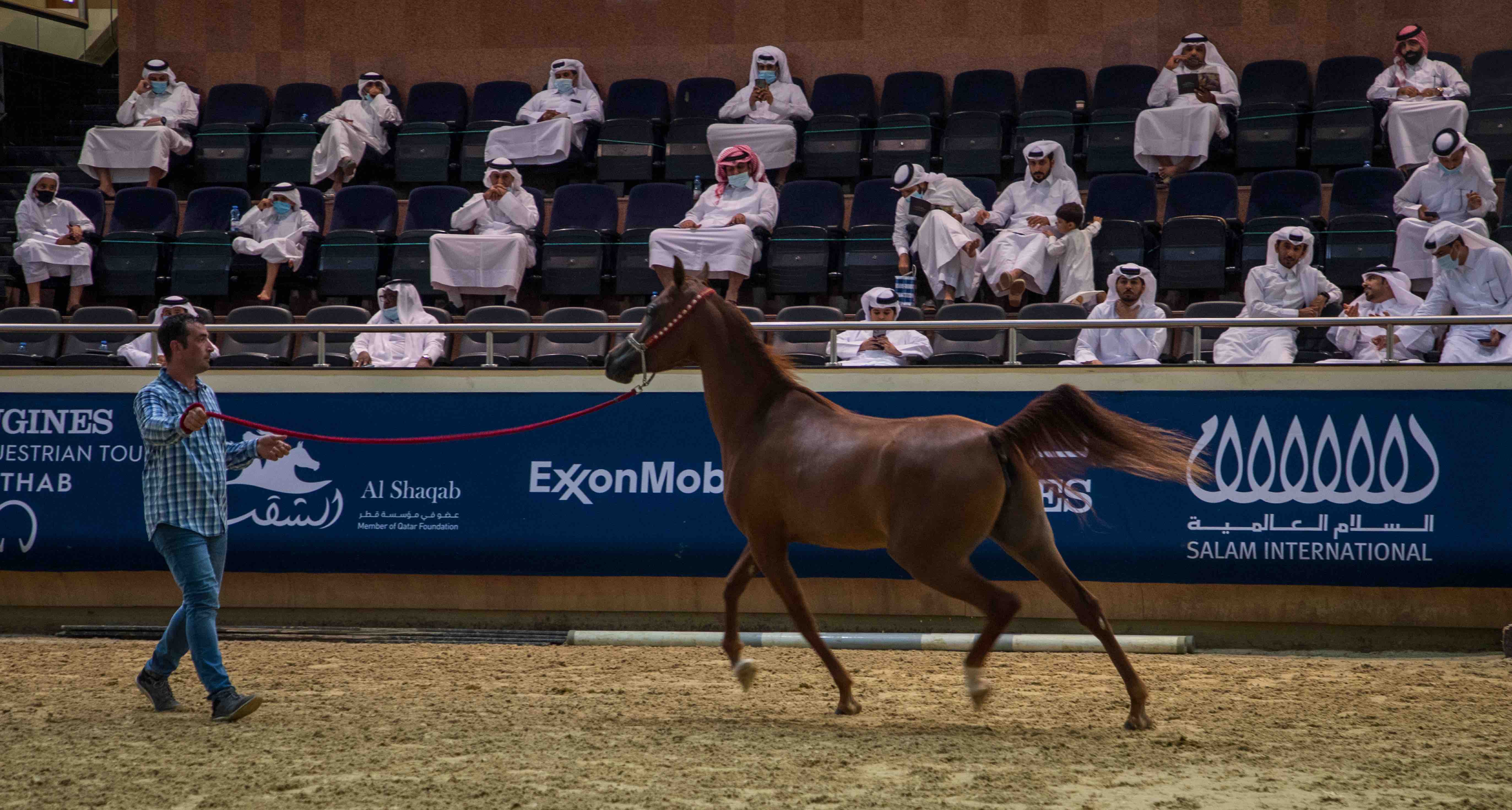 Horse Auction - Al- Shaqab - 07