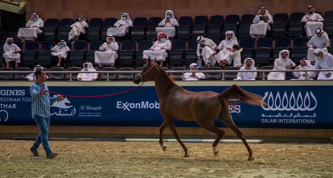 Horse Auction - Al- Shaqab - 07