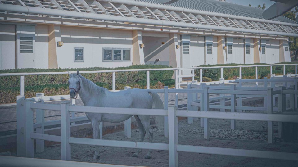 QF’s Equine Veterinary Medical Center to oversee local animal research  