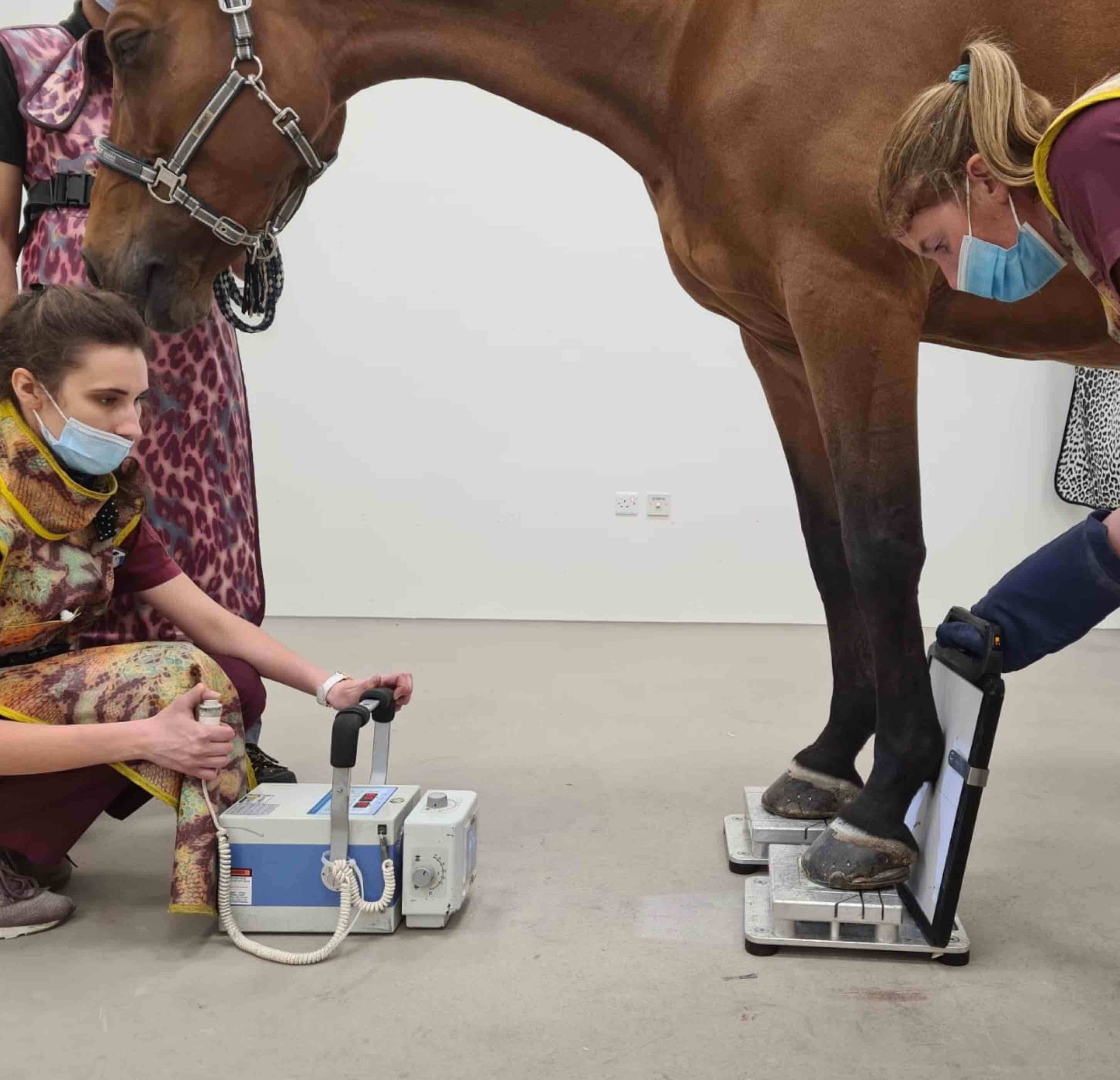 It’s as painful as horses wearing high heels, QF expert says of equine disease - QF - 03