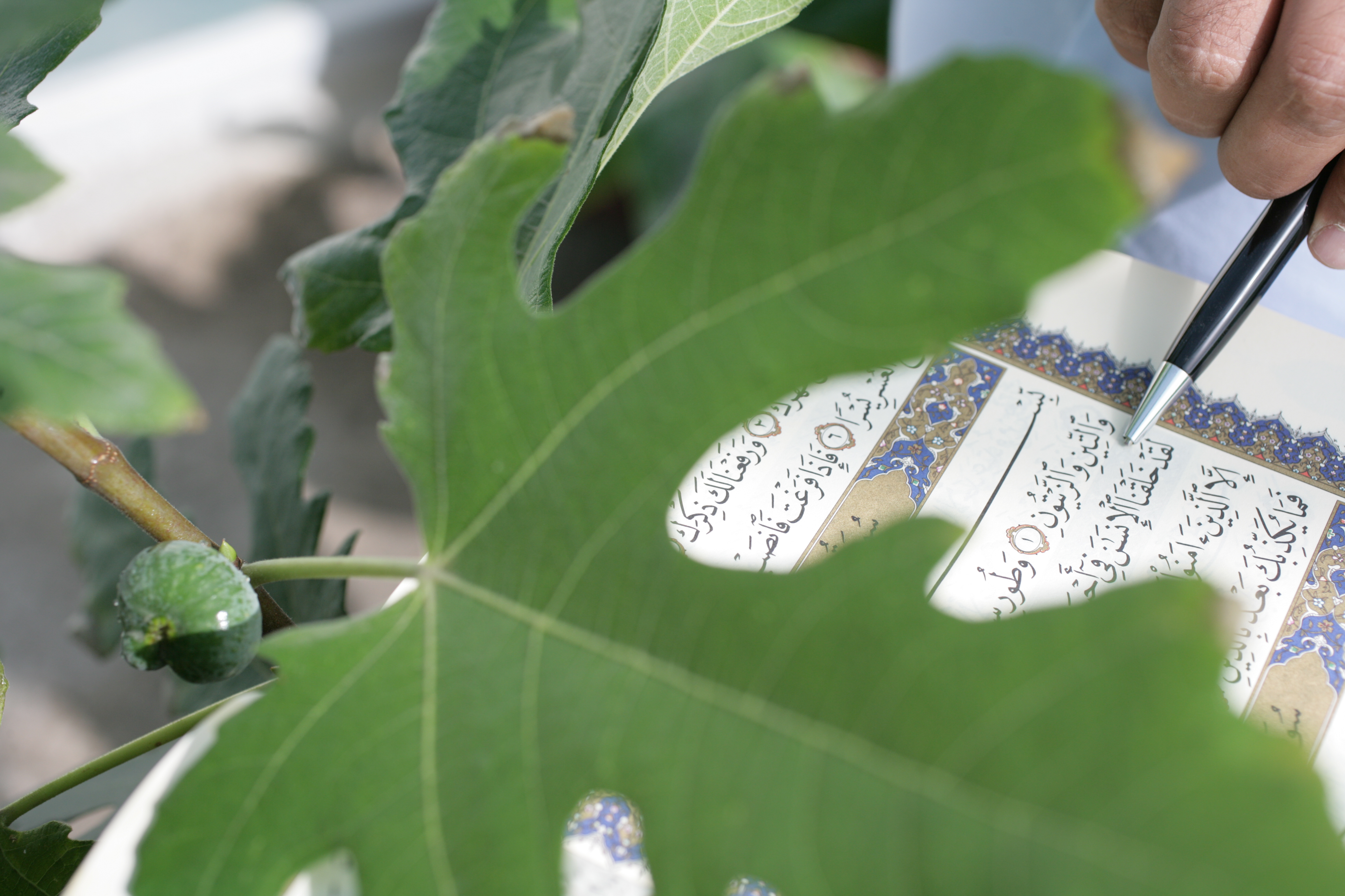 COM031 - Hero image for  Qur'anic Botanic Garden