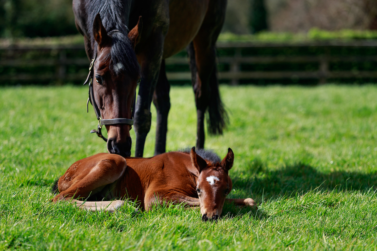 Caption 3 - Siyouni and Treve