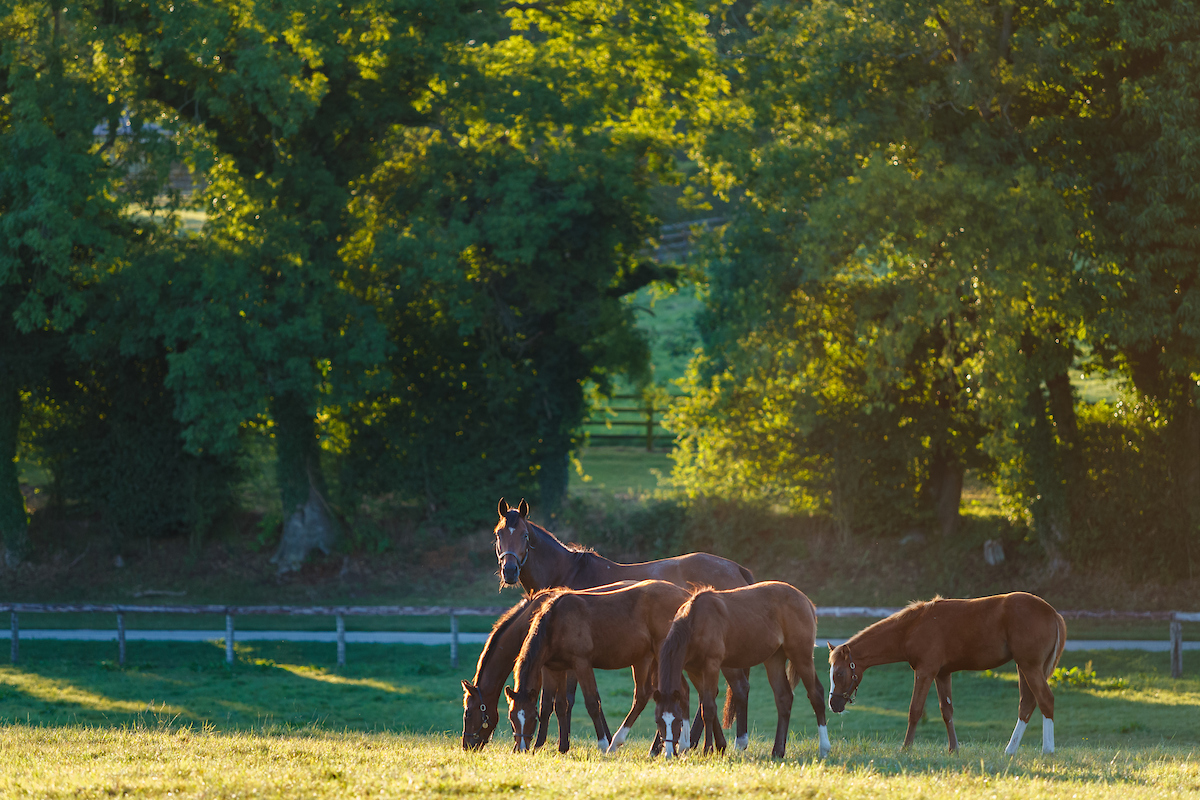 Caption 1 - mares and foals-180810-17
