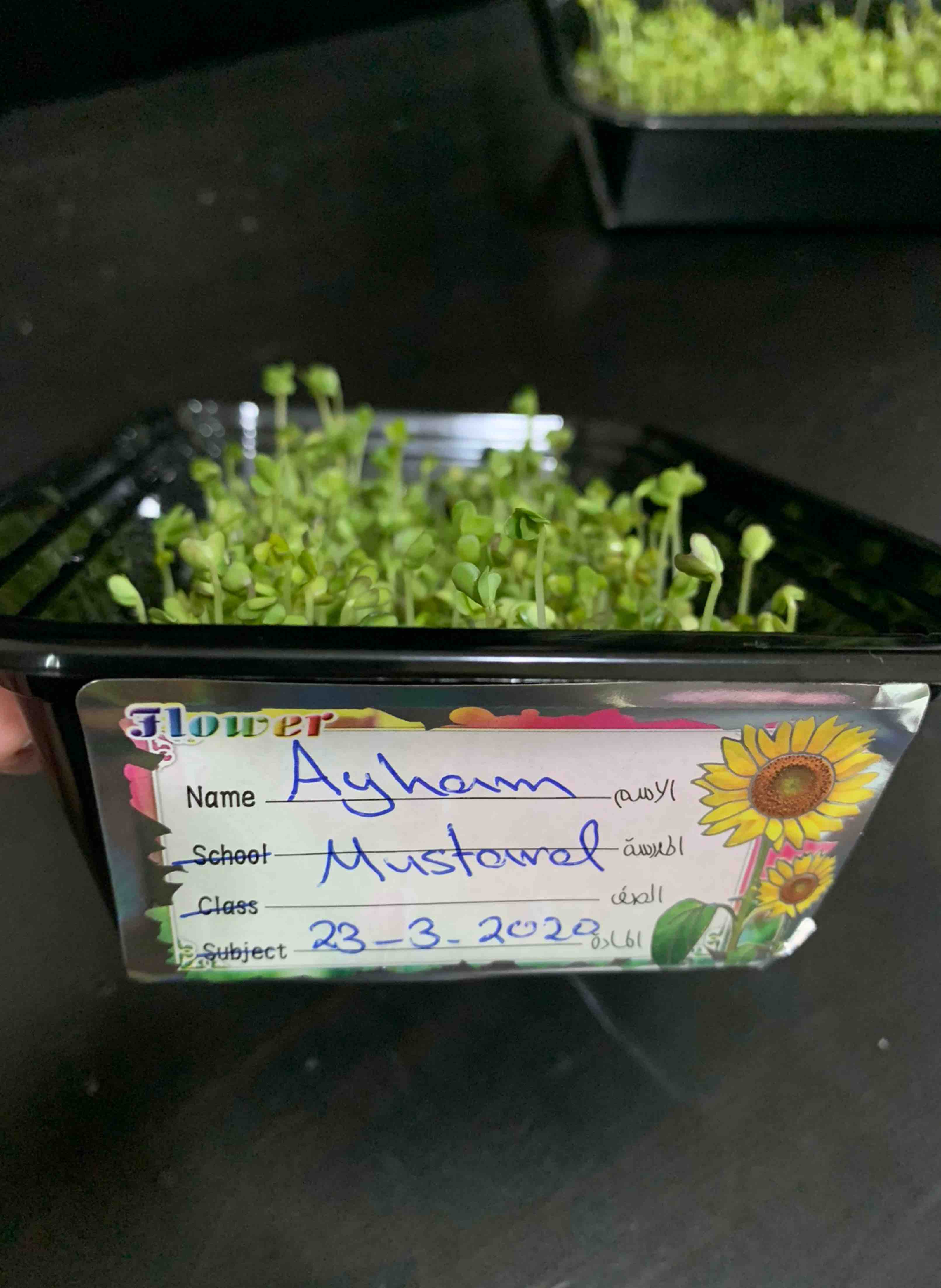 QAK Microgreens Remote Learning Project Ayham Microgreens - v - 2