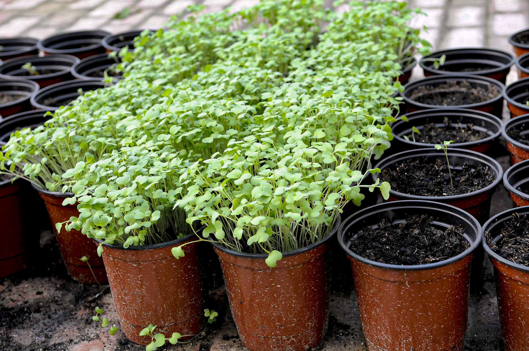 Qur’anic Botanic Garden Image2