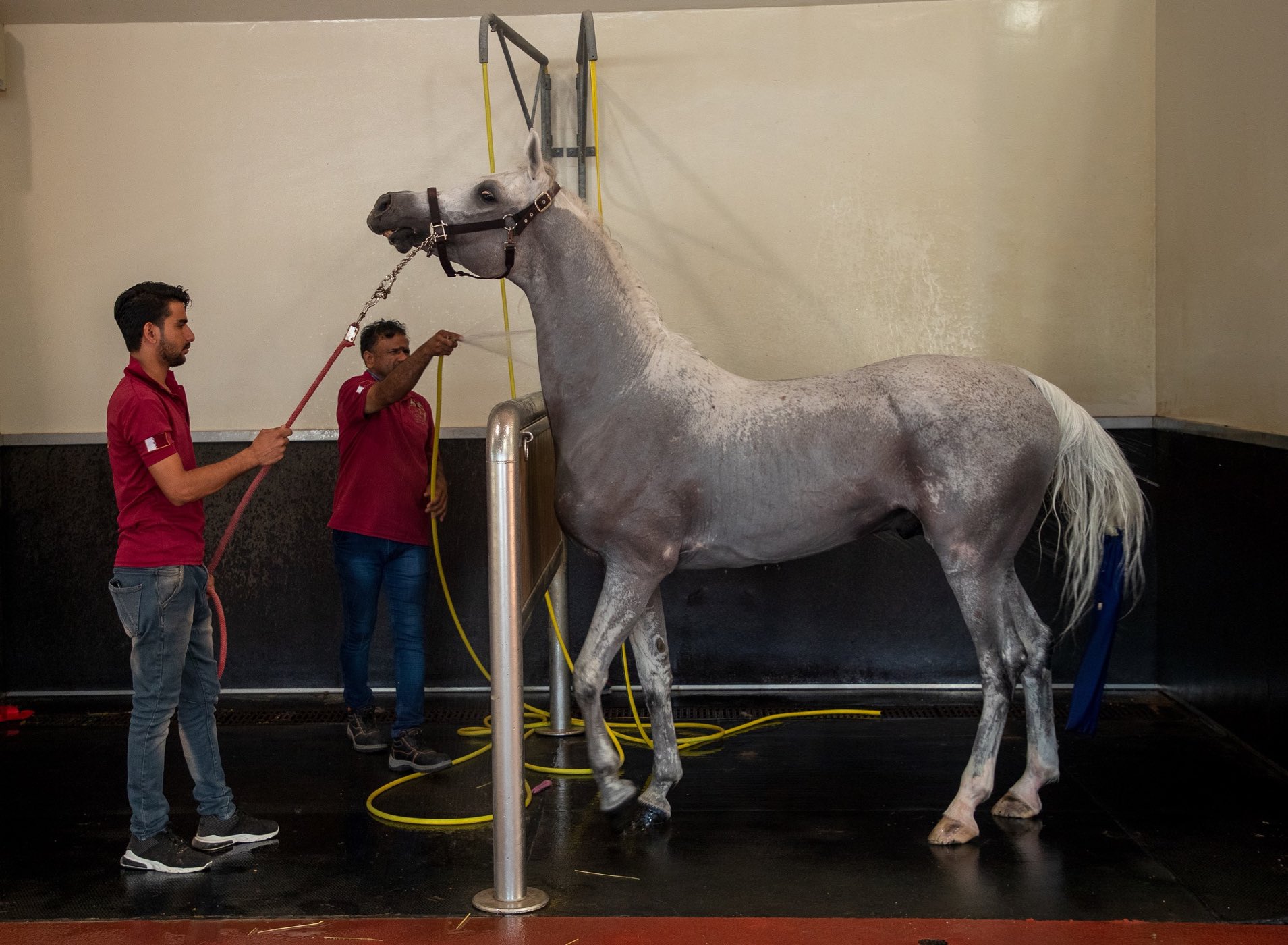 Did you know horses can swim? QF research explores it as an equine rehabilitation tool - QF - 02