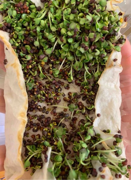 QAK Microgreens Remote Learning Project Rashid Microgreens - v - 2