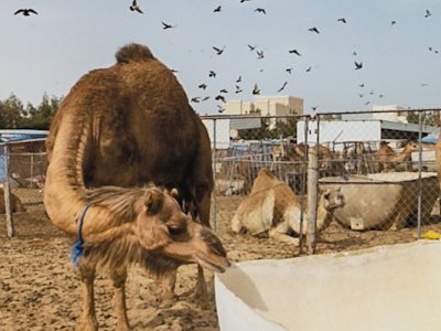 Doha Photography (6)