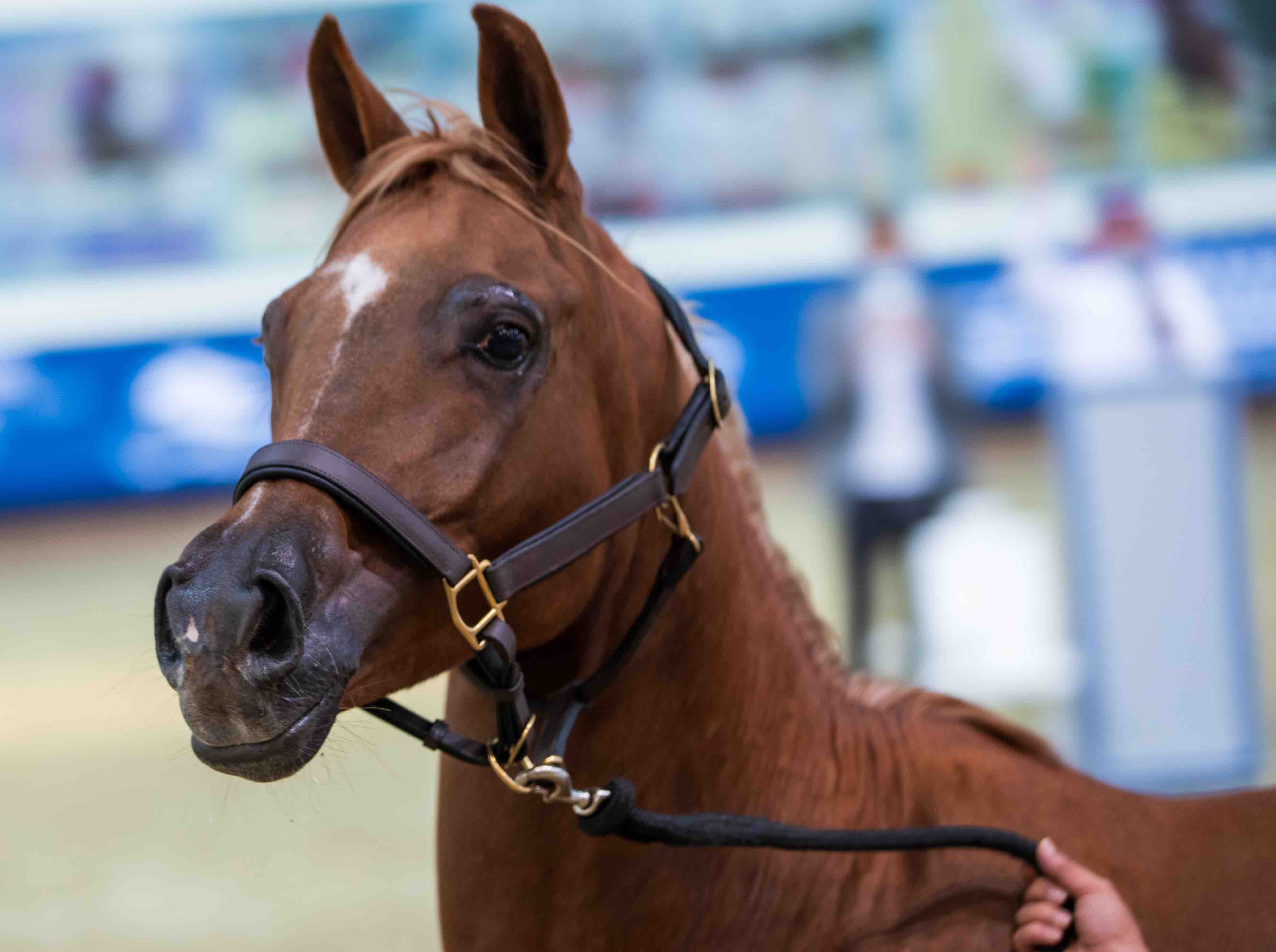 Horse Auction - Al- Shaqab - 08
