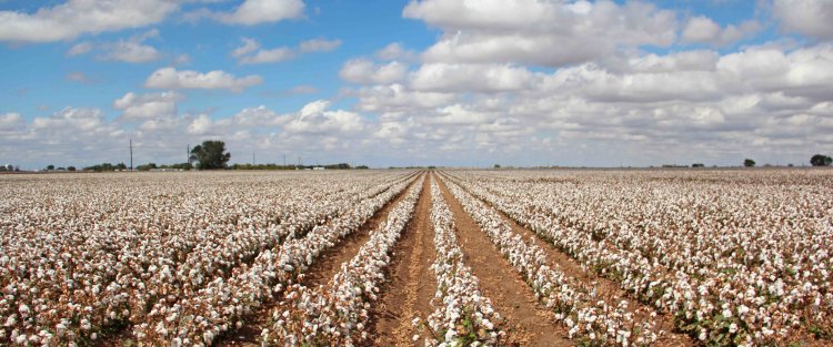 مشروع بمؤسسة قطر يهدف لتحديد إمكانية أن تصبح المحاصيل النقدية جزءًا من مستقبل قطر
