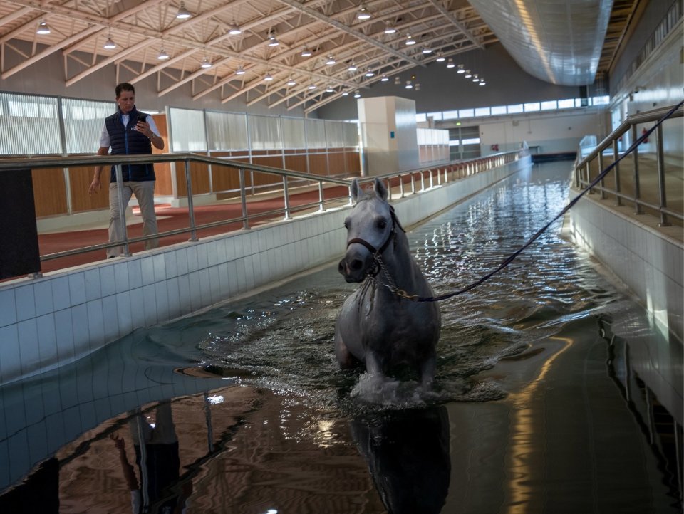  مؤسسة قطر تستكشف السباحة كأداة لإعادة تأهيل  الخيل 