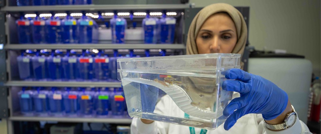 Using fish to diagnose diseases in humans | Qatar Foundation