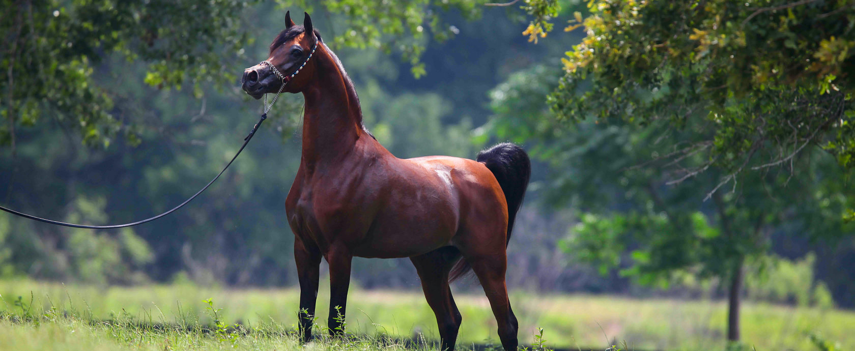 How QF looks after the Arabian horse breed’s greatest icon