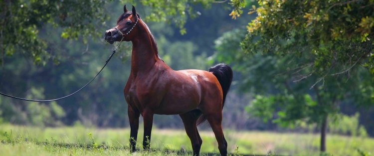 How QF looks after the Arabian horse breed’s greatest icon