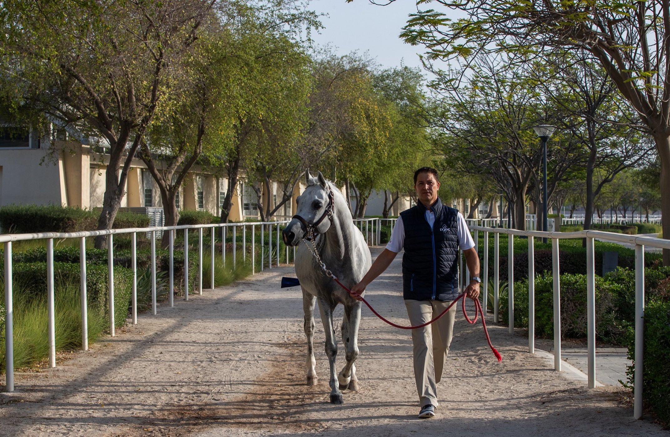 Did you know horses can swim? QF research explores it as an equine rehabilitation tool - QF - 05