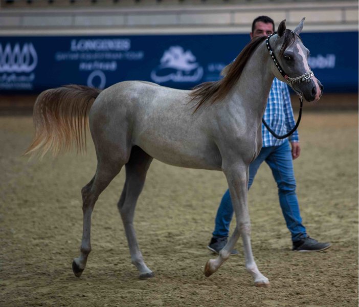 Horse Auction - Al- Shaqab - 05