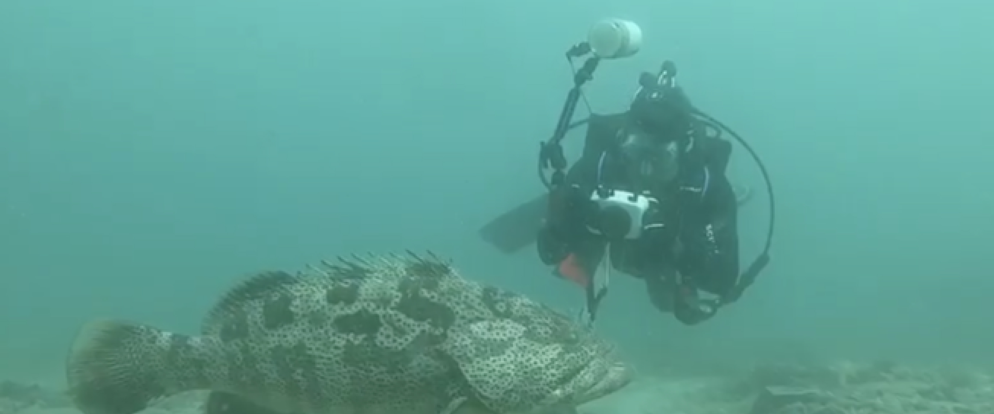 Turning Qatar’s oil rigs into thriving marine habitats