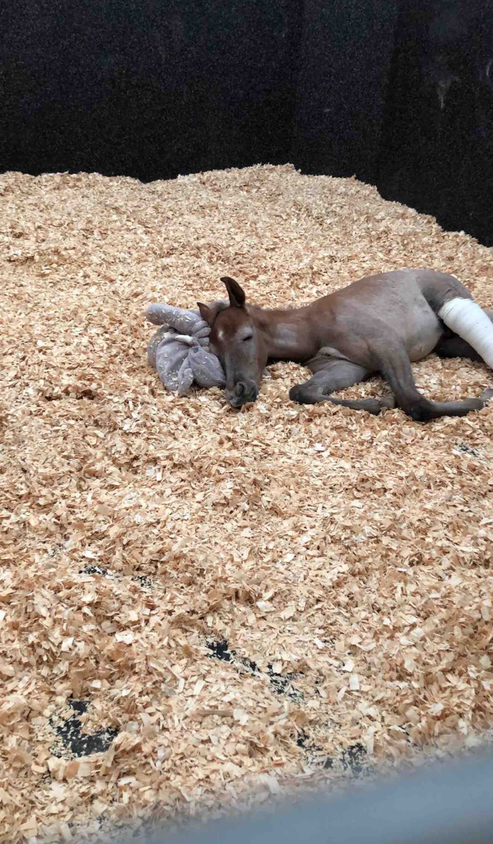 Loving horses is the only prerequisite to volunteer at EVMC - qf - 04