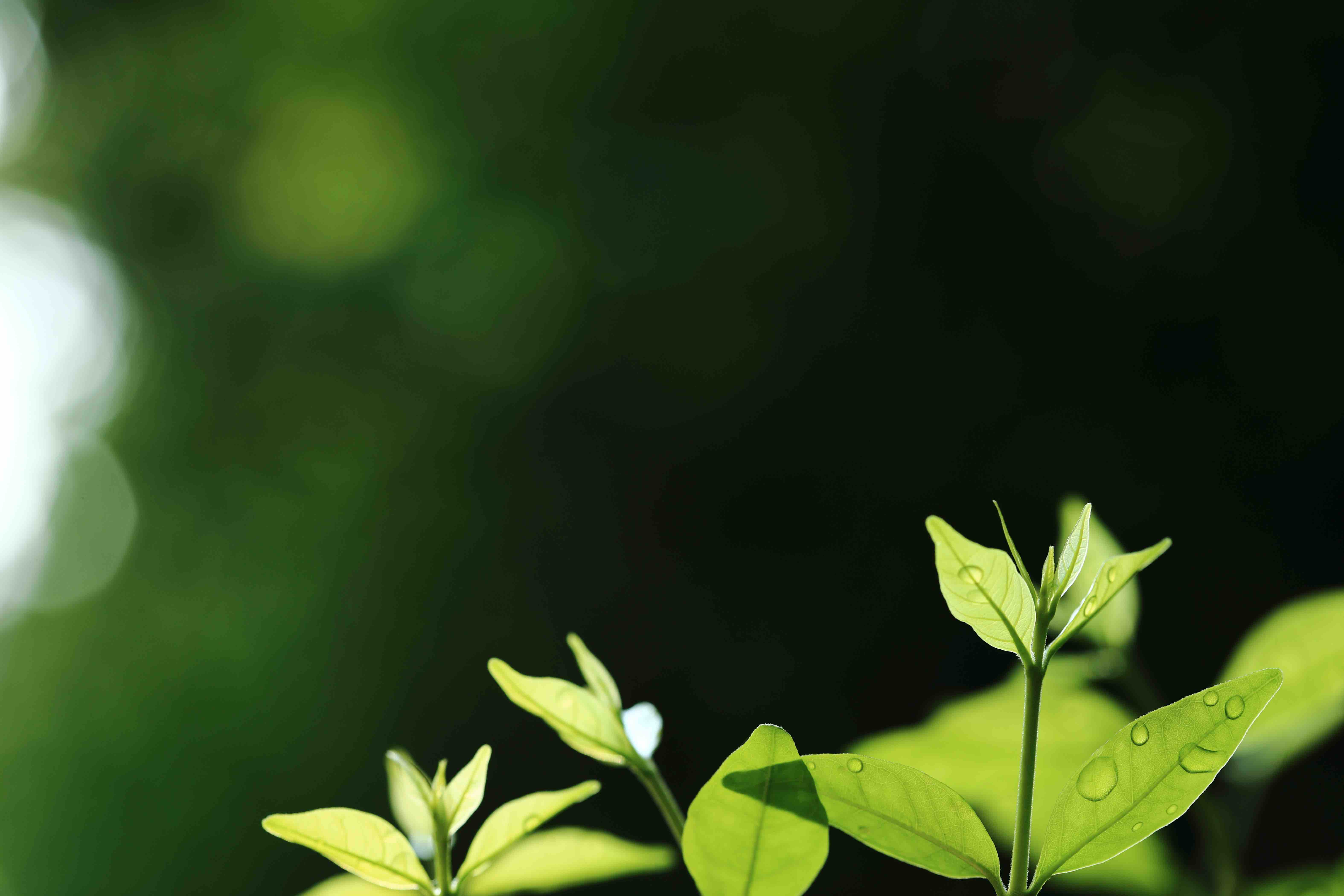 planting - tree - pc-Chim - img3- qf - 03