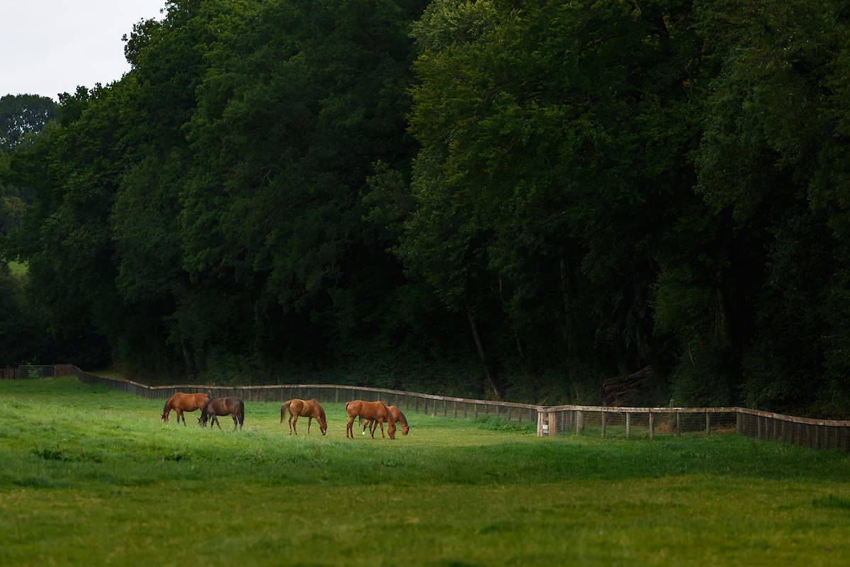 Caption 2 - mares on the paddock46
