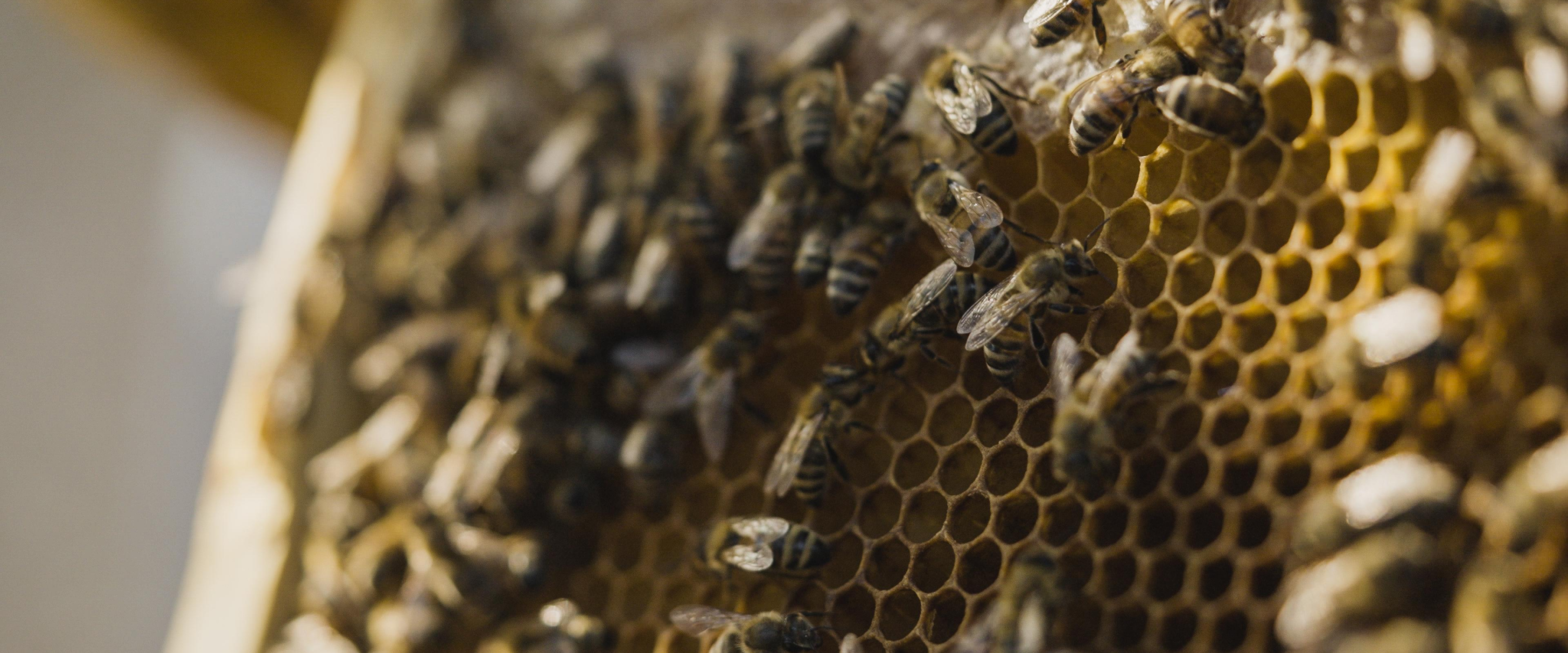 How beekeeping in Qatar is creating a buzz about the future